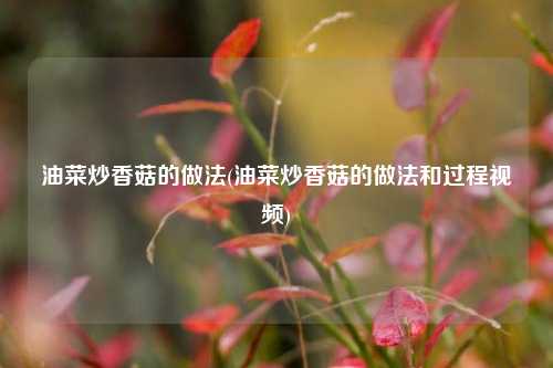 油菜炒香菇的做法(油菜炒香菇的做法和过程视频)