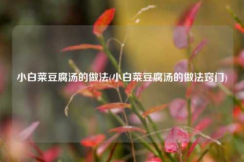小白菜豆腐汤的做法(小白菜豆腐汤的做法窍门)